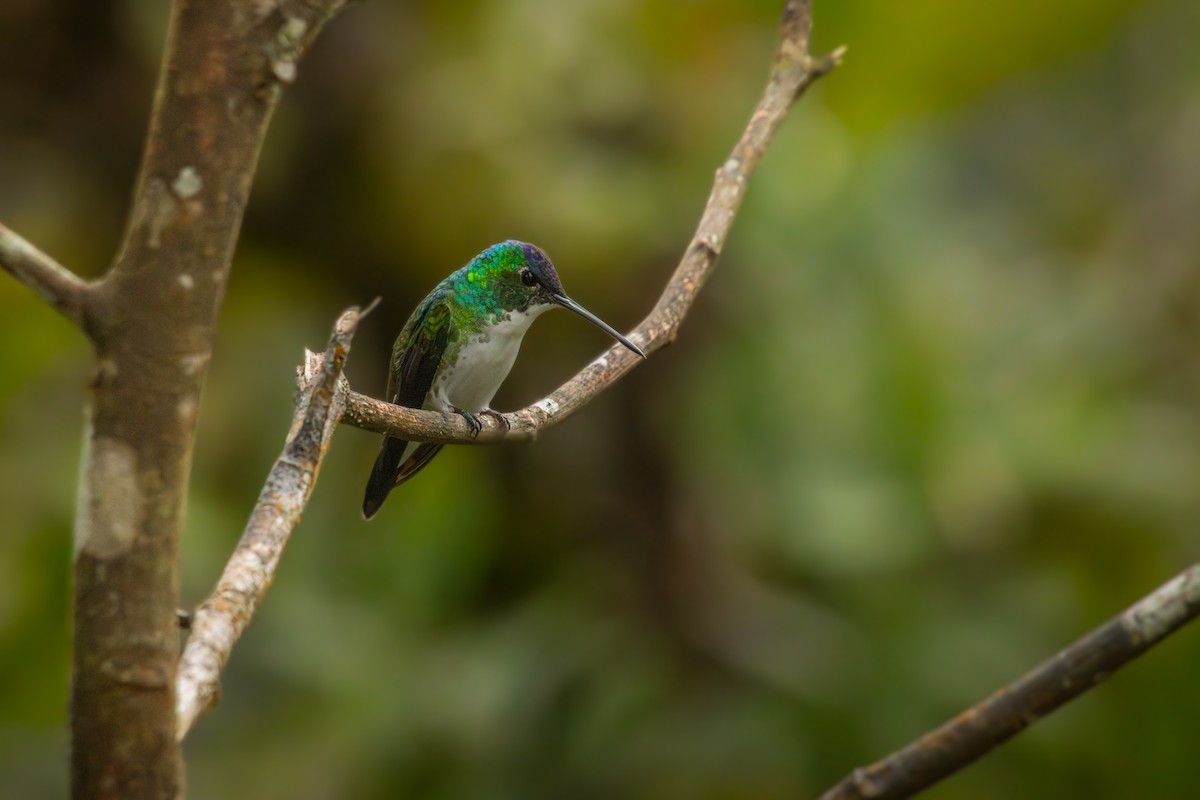 Andean Emerald - Antonio Rodriguez-Sinovas