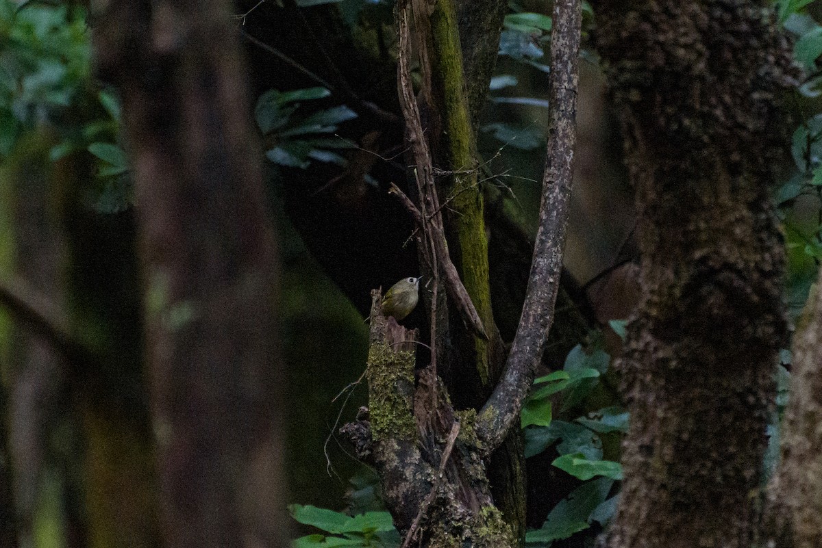 Wintergoldhähnchen (teneriffae) - ML641848390