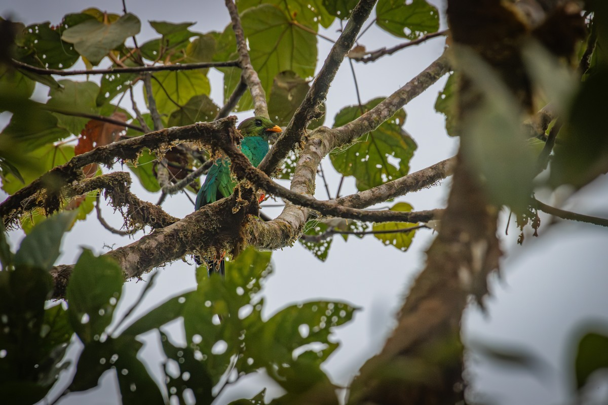 Golden-headed Quetzal - ML641848399