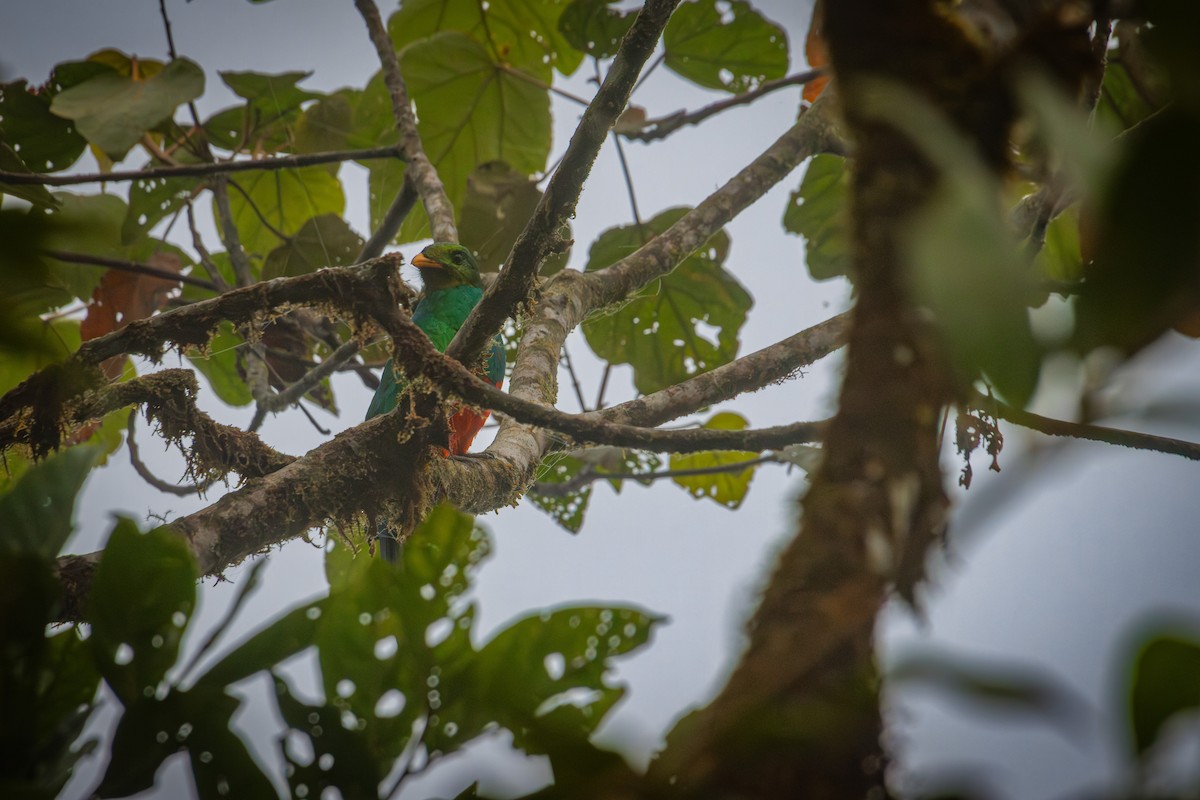 Golden-headed Quetzal - ML641848400