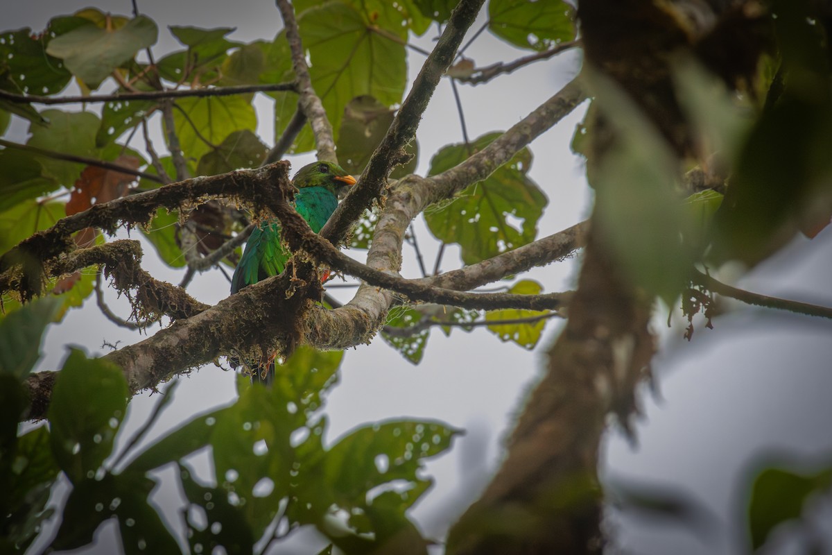 Golden-headed Quetzal - ML641848401