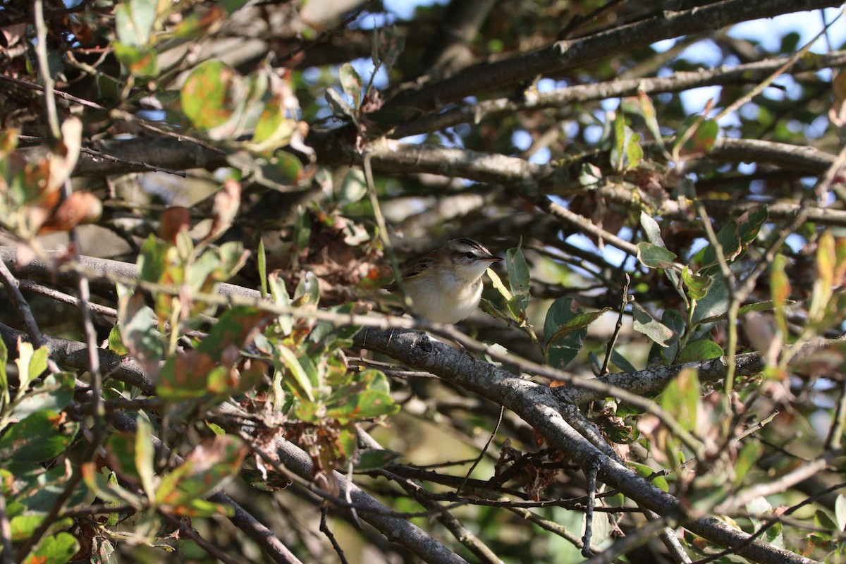 Sedge Warbler - ML641848403