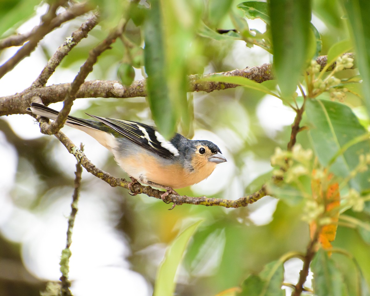 Canary Islands Chaffinch (Canary Is.) - ML641848407