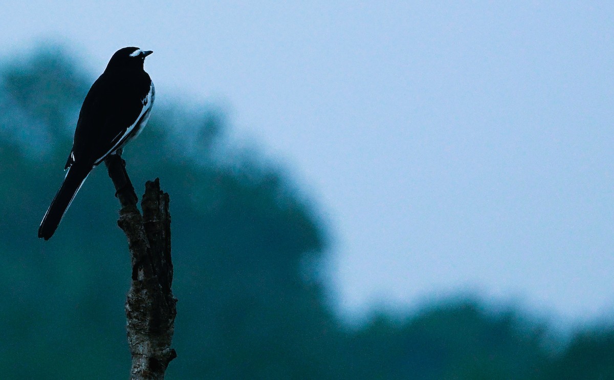 White-browed Wagtail - ML641848414