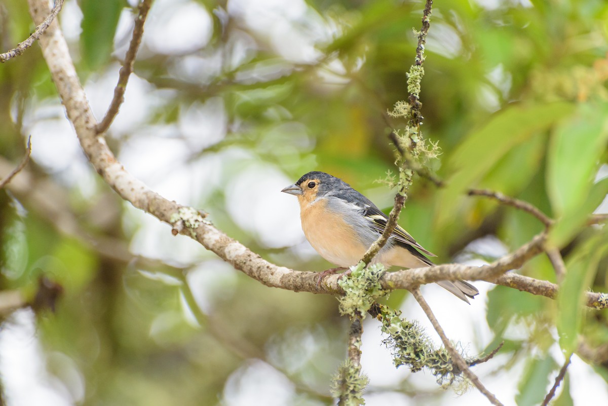 Canary Islands Chaffinch (Canary Is.) - ML641848415