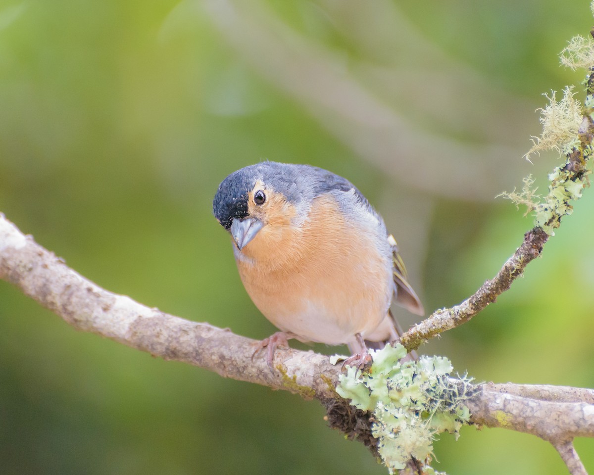 Canary Islands Chaffinch (Canary Is.) - ML641848419