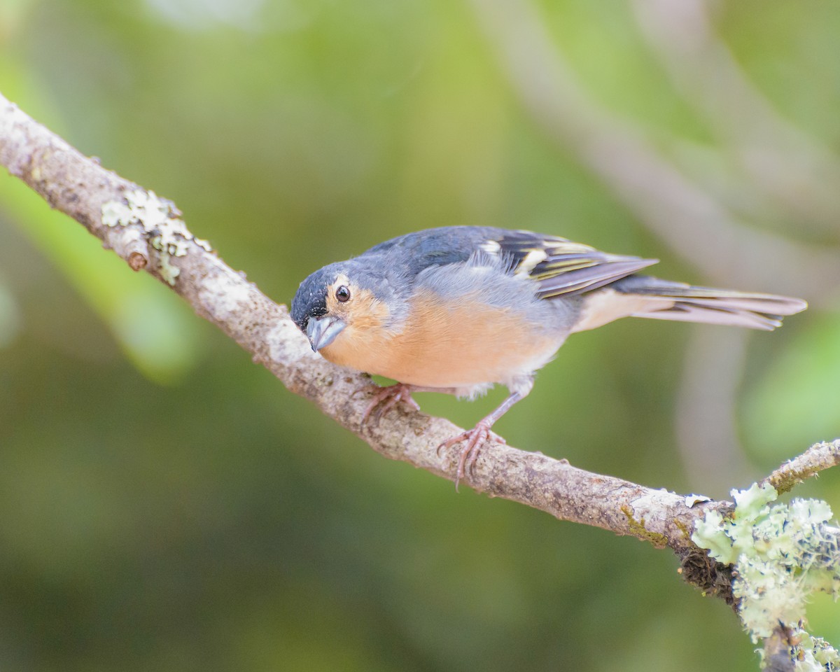 Canary Islands Chaffinch (Canary Is.) - ML641848421