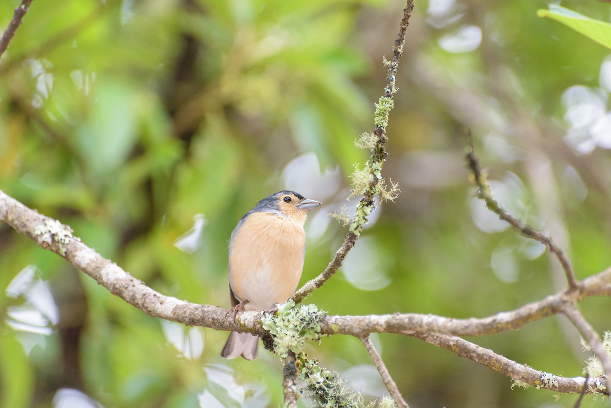 Canary Islands Chaffinch (Canary Is.) - ML641848427