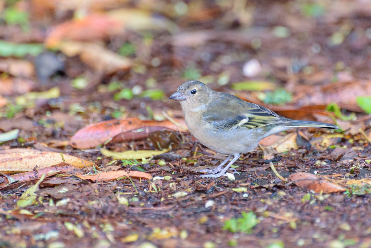 Canary Islands Chaffinch (Canary Is.) - ML641848430