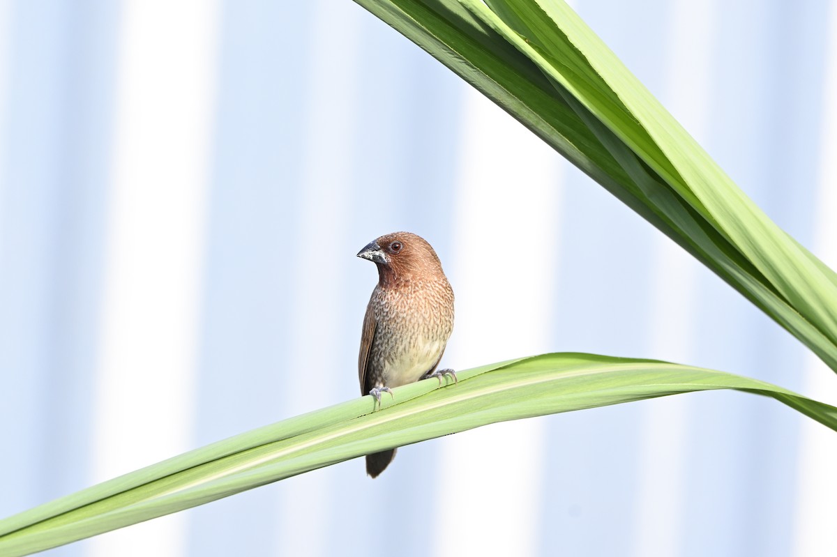 Scaly-breasted Munia - ML641848438