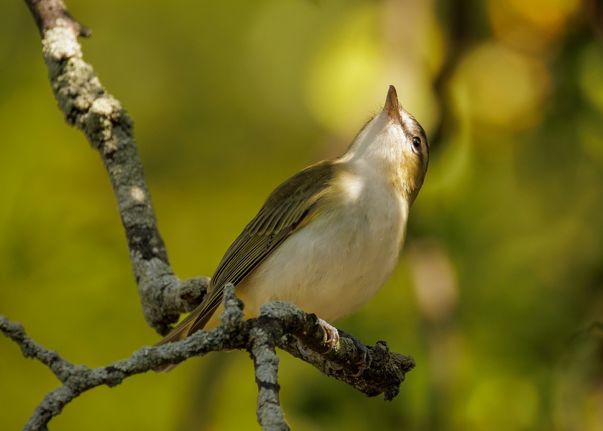 Red-eyed Vireo - ML641848458