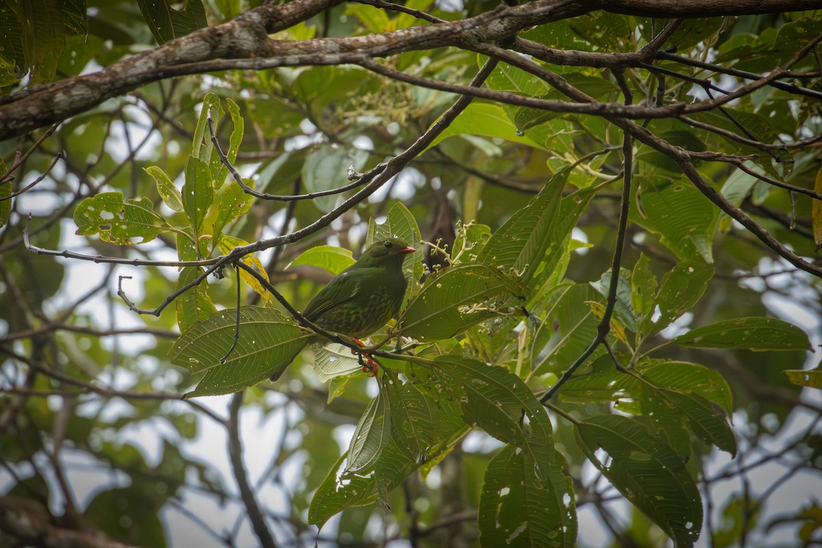 Green-and-black Fruiteater - ML641848470