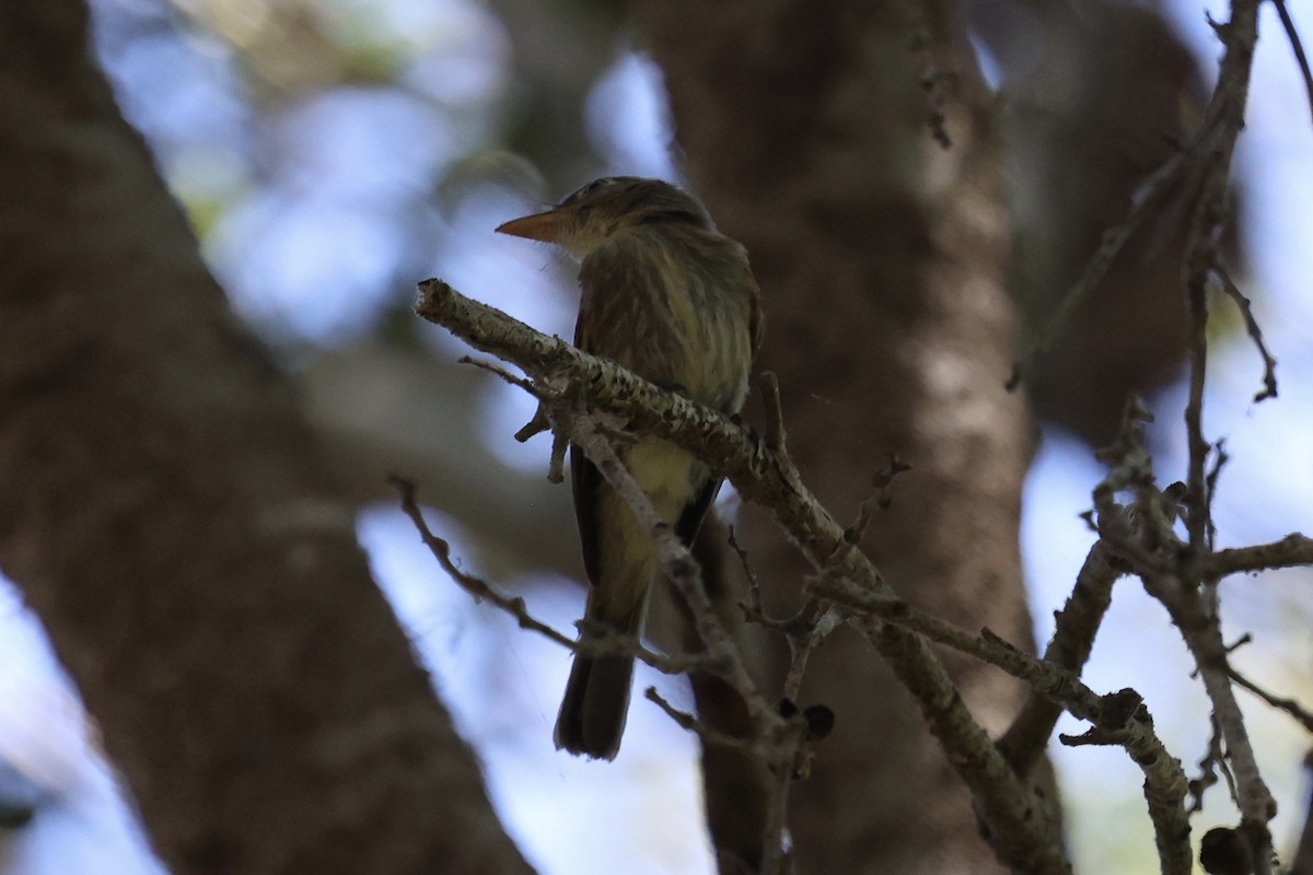 Western Flycatcher (Pacific-slope) - ML641848481