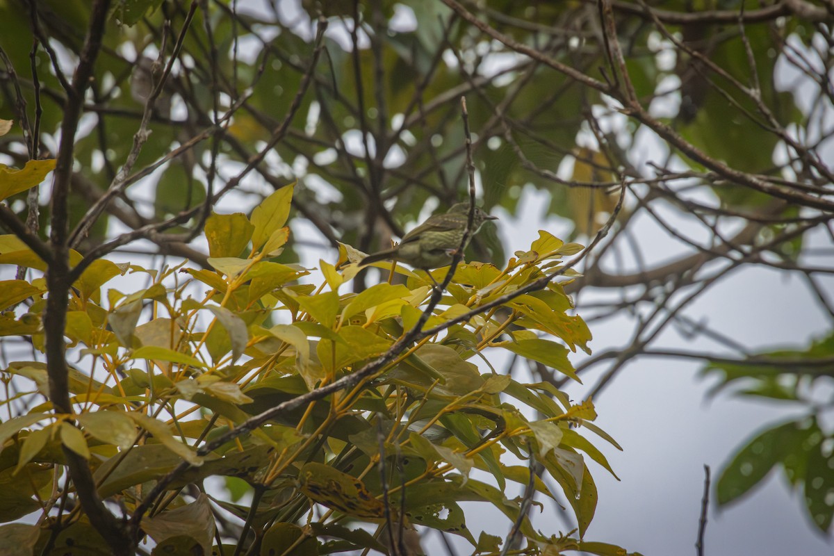Streak-necked Flycatcher - ML641848488