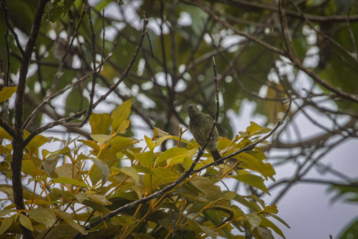 Streak-necked Flycatcher - ML641848489
