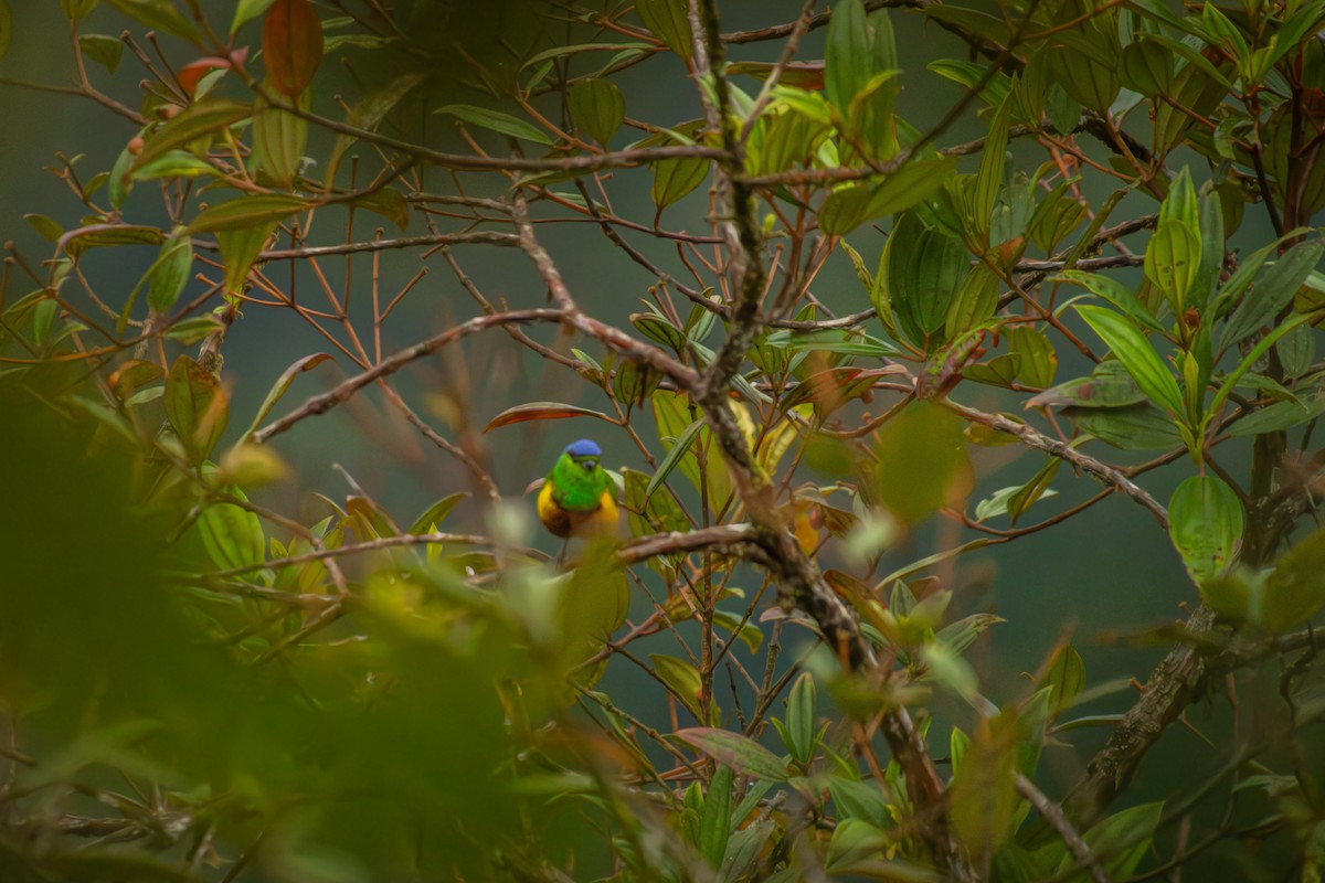Chestnut-breasted Chlorophonia - ML641848508