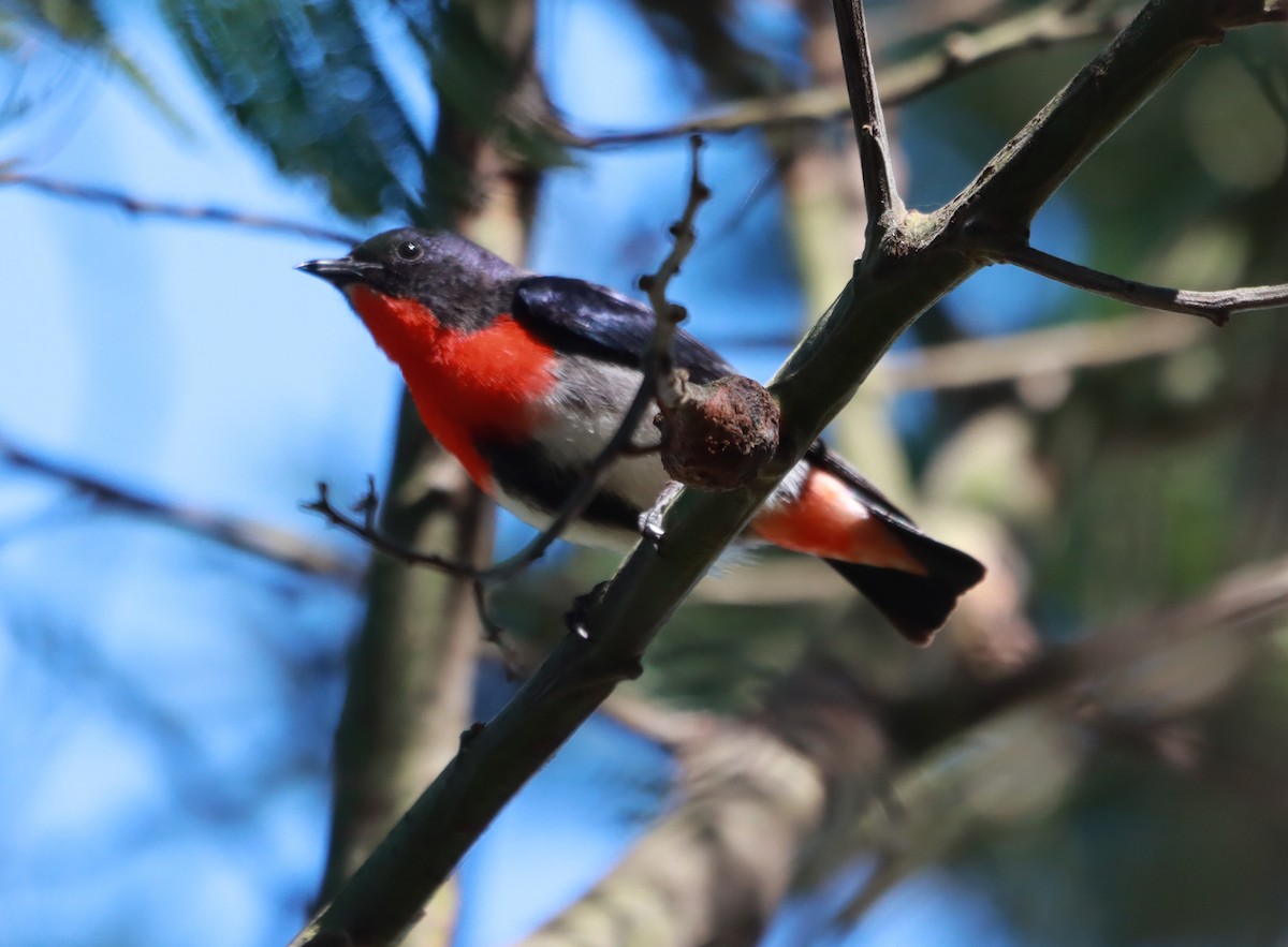 Mistletoebird - ML641848509
