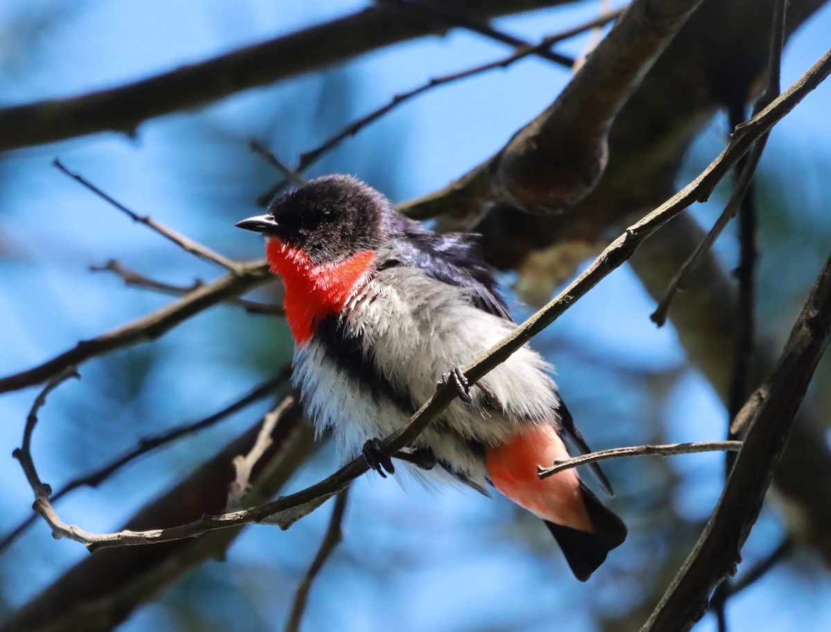 Mistletoebird - ML641848510