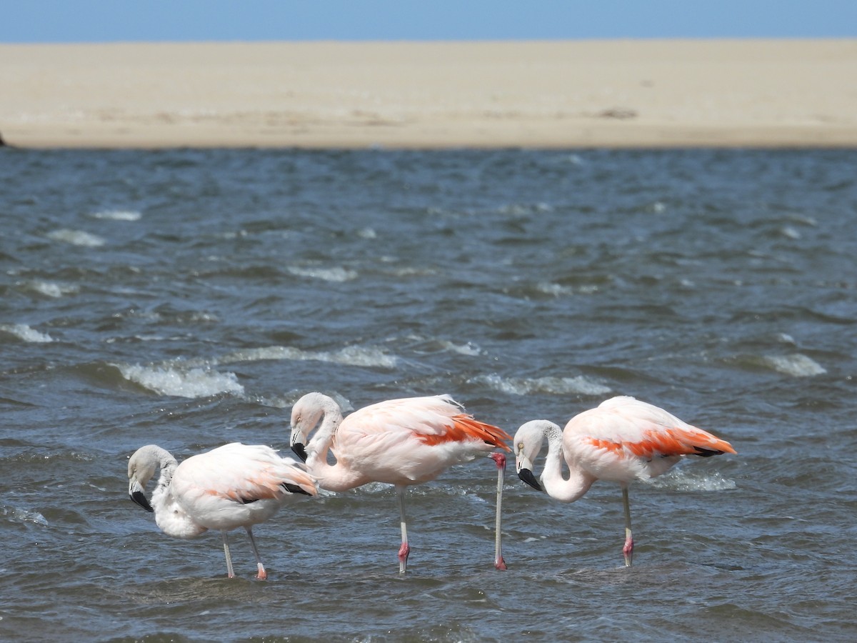 Chilean Flamingo - ML641848512