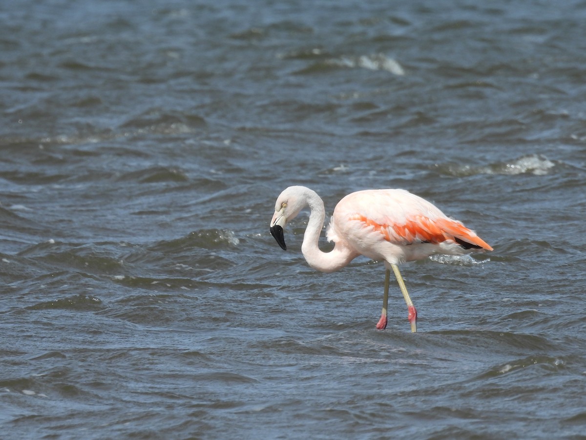 Chilean Flamingo - ML641848513