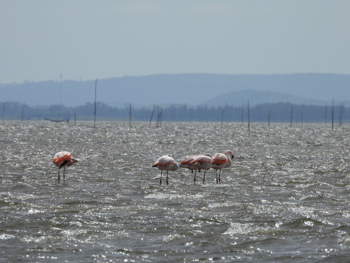 Chilean Flamingo - ML641848514