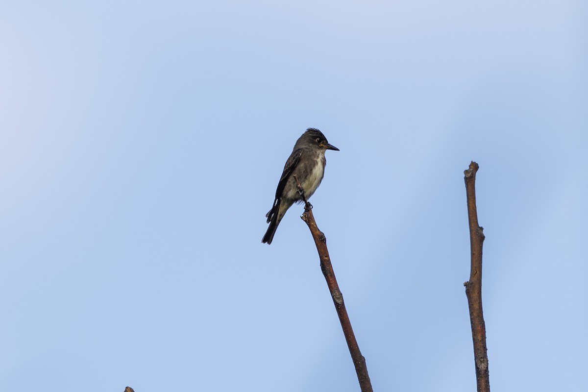 Olive-sided Flycatcher - ML641848517