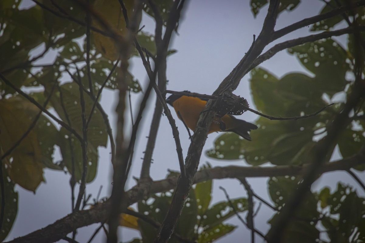 Black-chinned Mountain Tanager - ML641848542