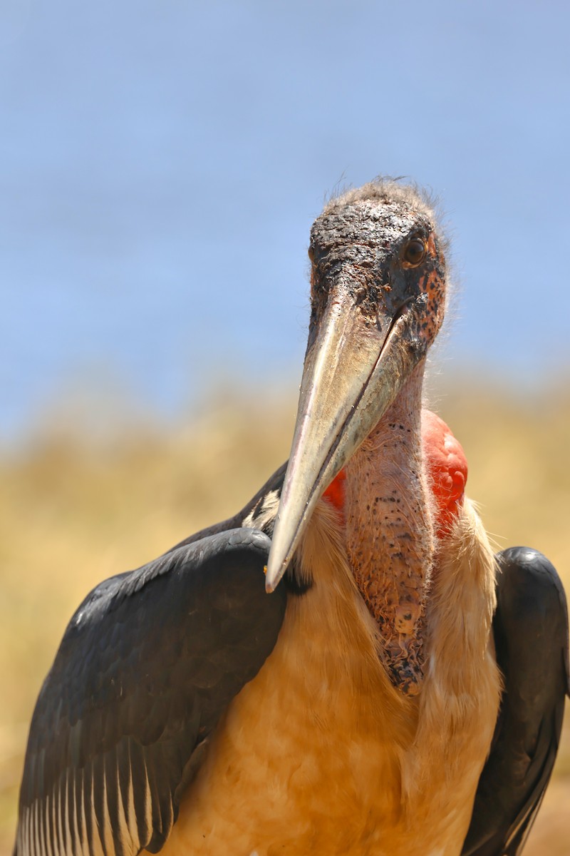 Marabou Stork - ML641848551