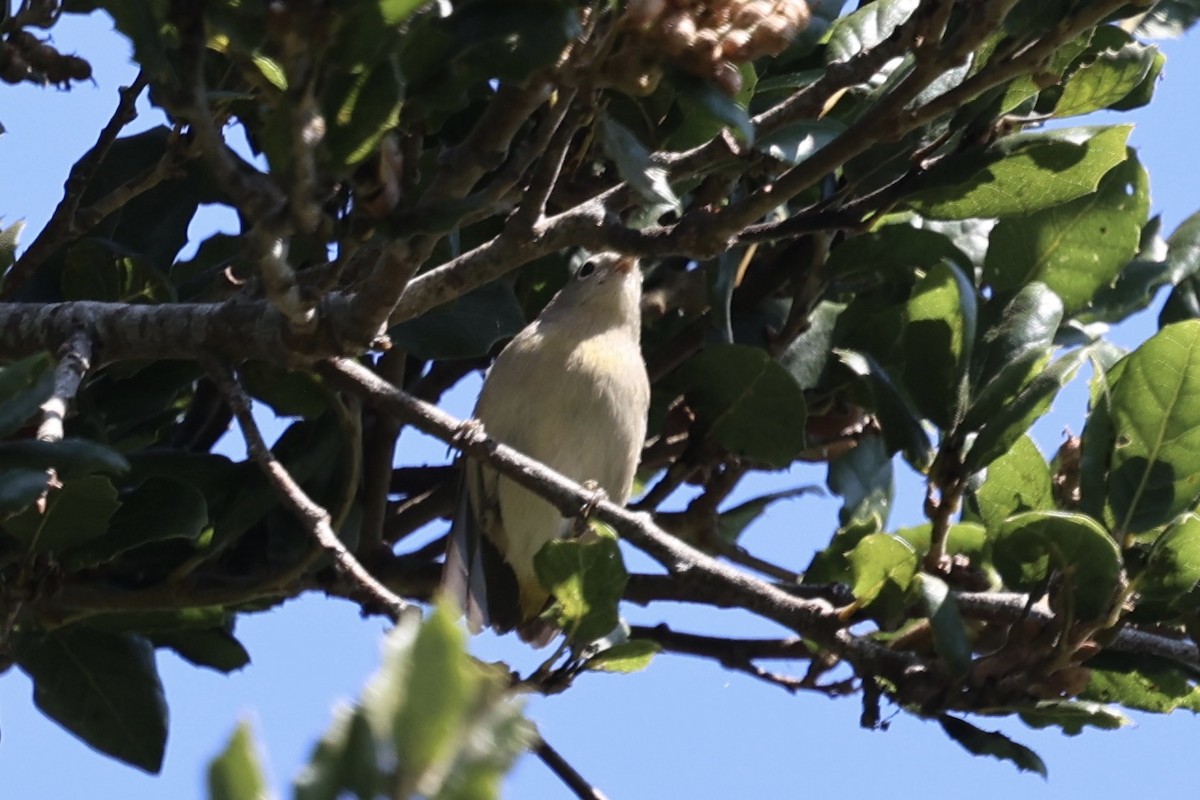 Virginia's Warbler - ML641848560