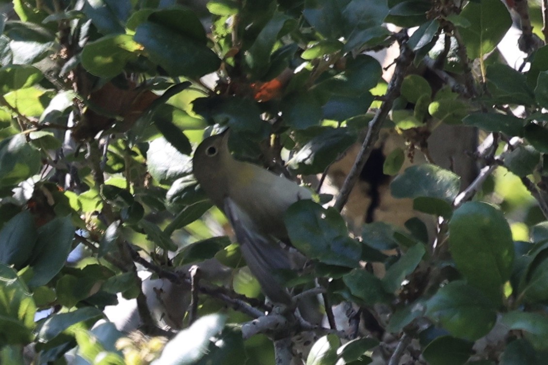 Virginia's Warbler - ML641848561