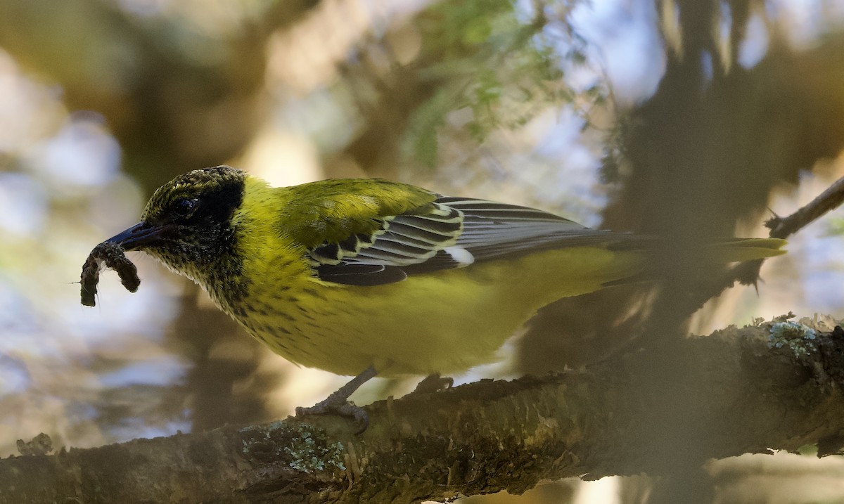 African Black-headed Oriole - ML641848582