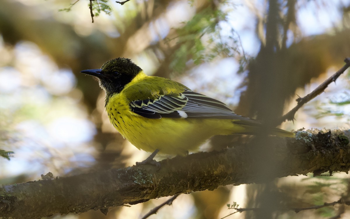 African Black-headed Oriole - ML641848583