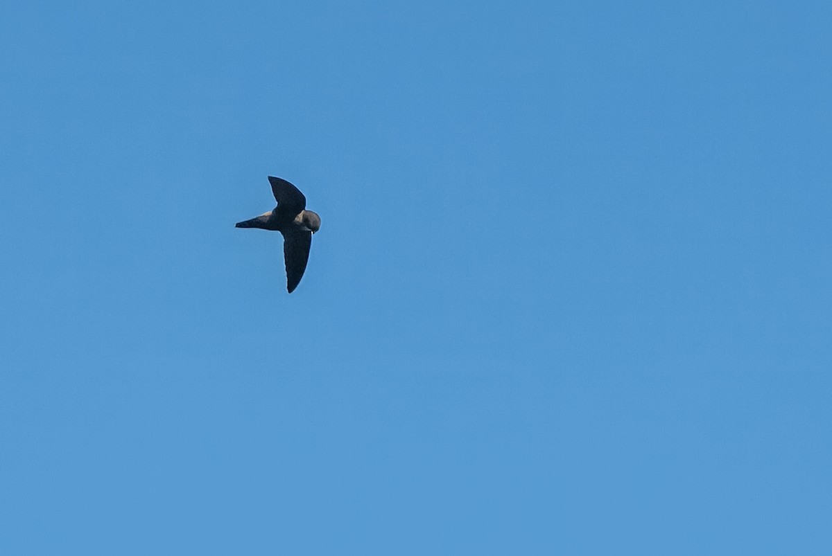 Band-rumped Swift - ML641848589