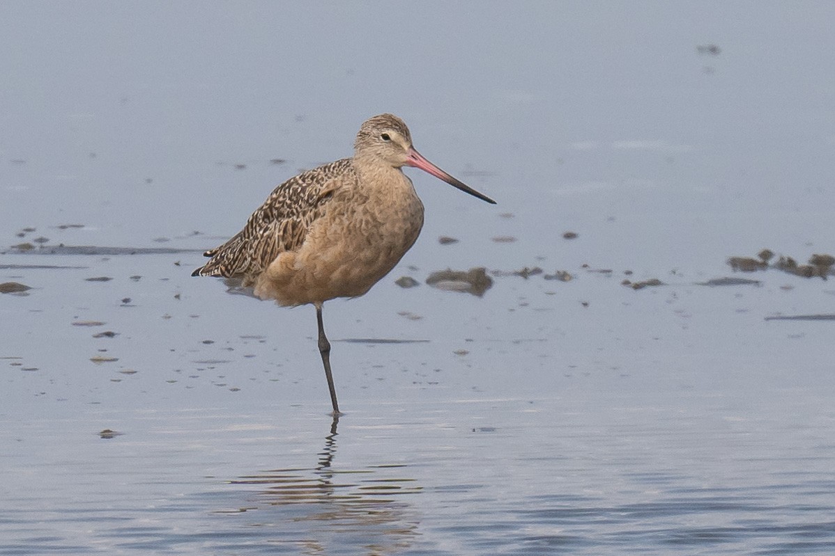 Marbled Godwit - ML641848618