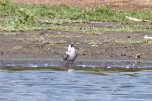 Black Tern - ML641848627