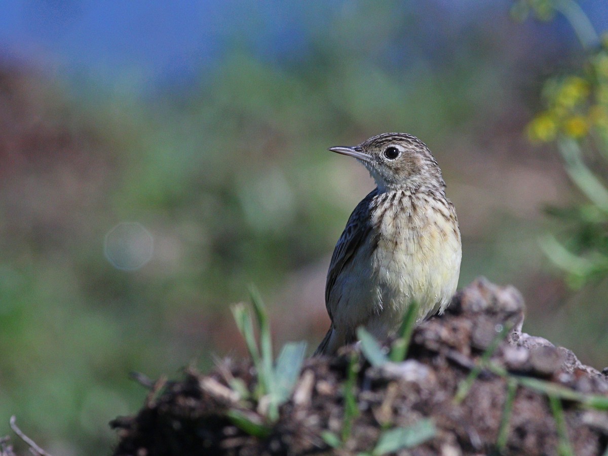 Yellowish Pipit - ML641848629