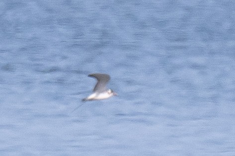 Black Tern - ML641848630