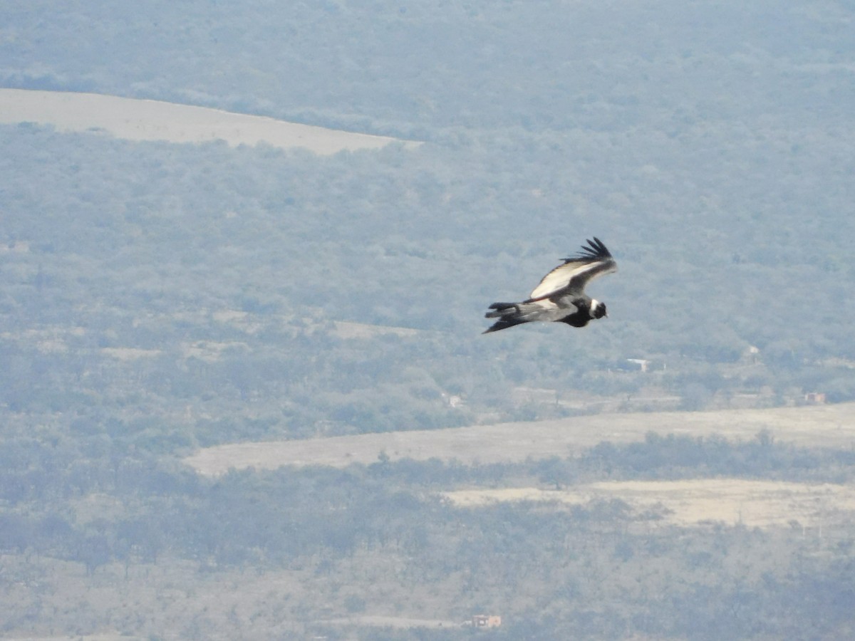Andean Condor - ML641848632