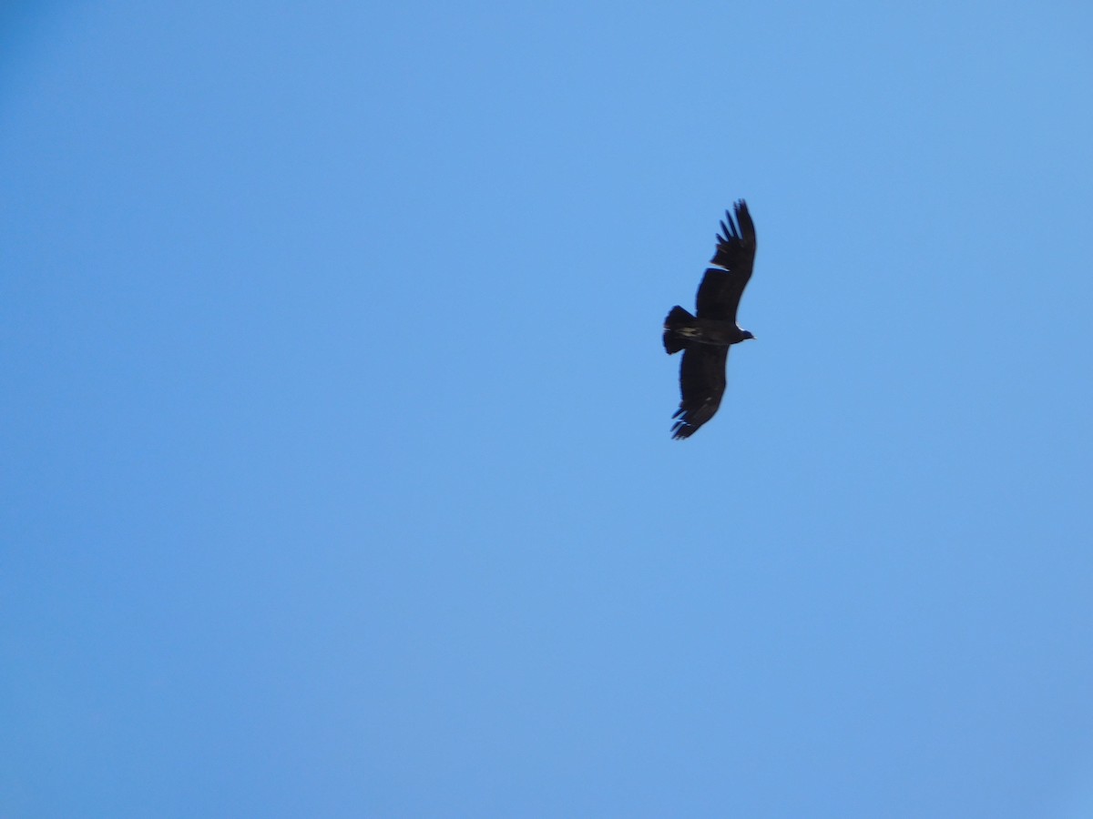 Andean Condor - ML641848636