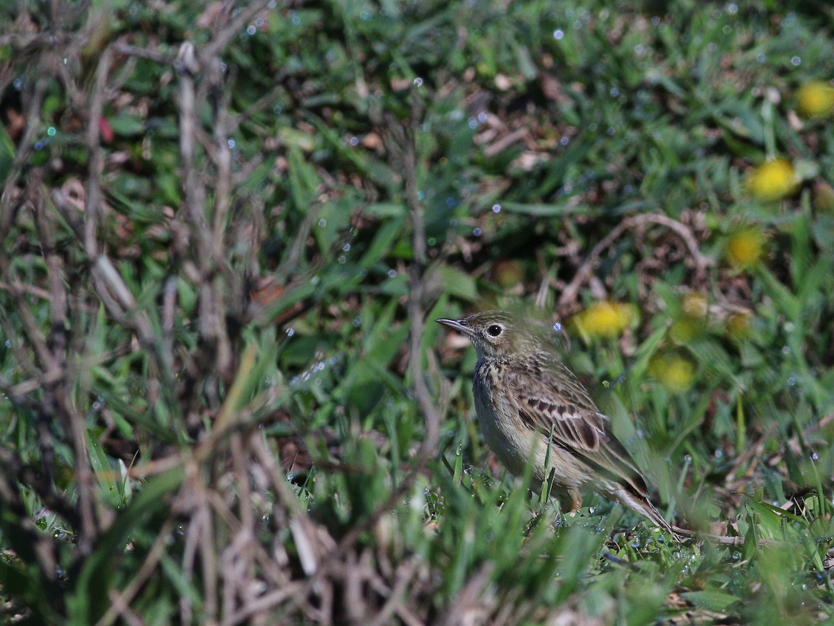 Yellowish Pipit - ML641848641