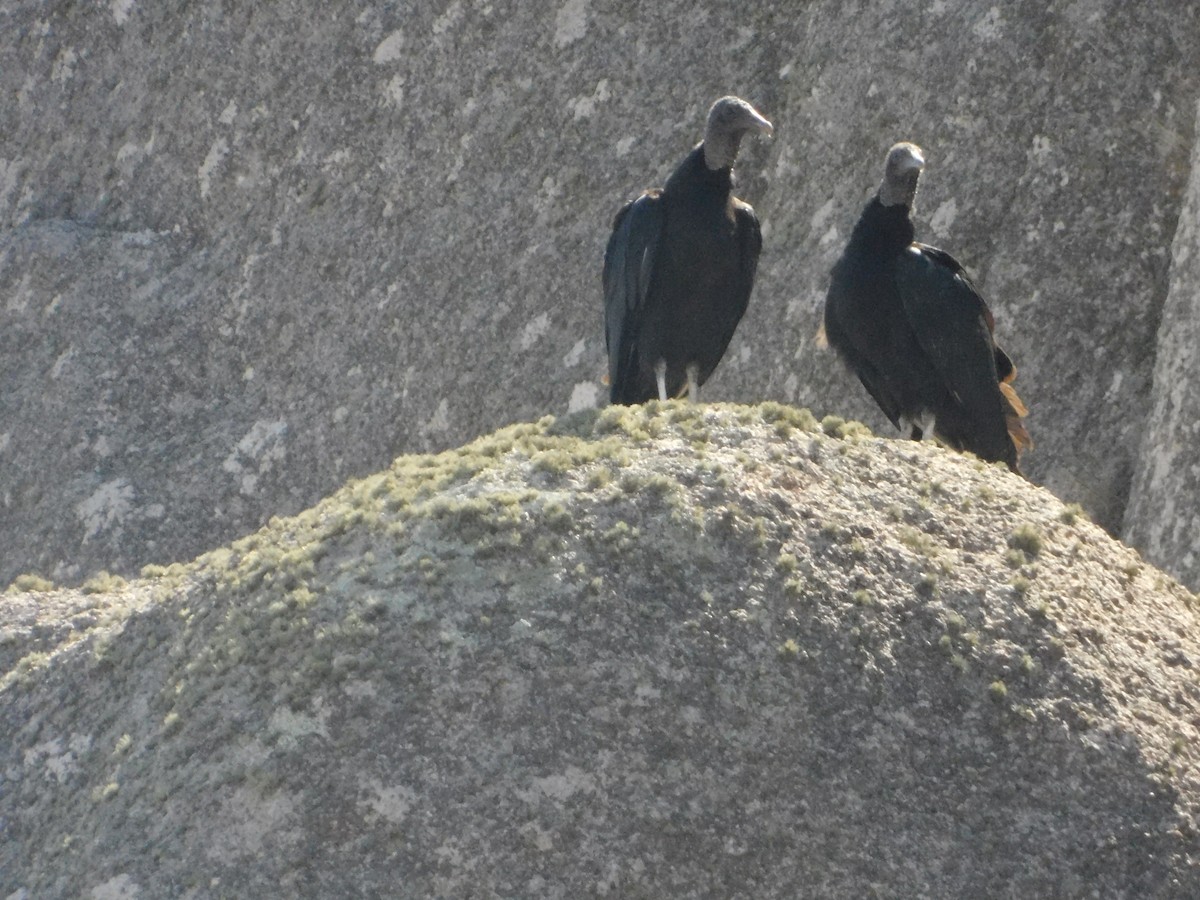 Black Vulture - ML641848643