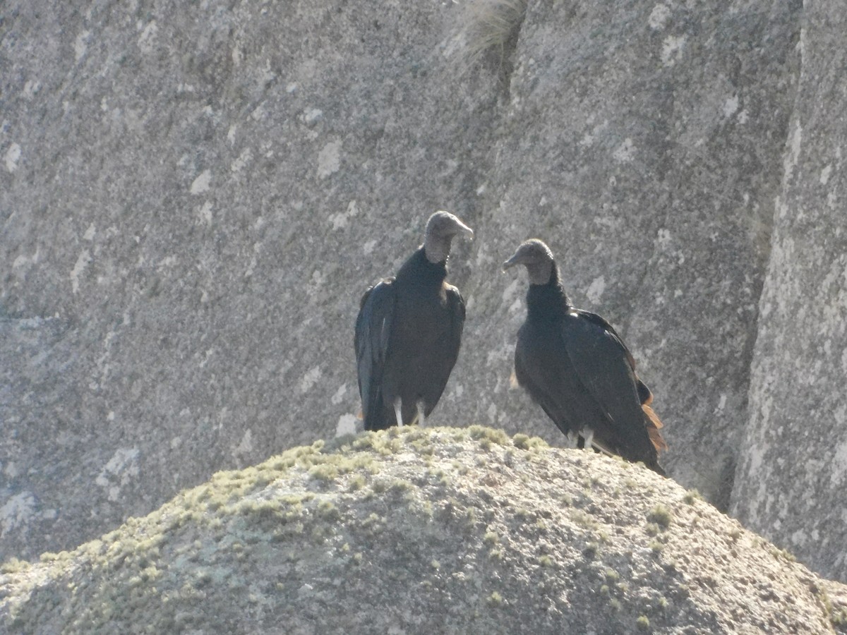 Black Vulture - ML641848644
