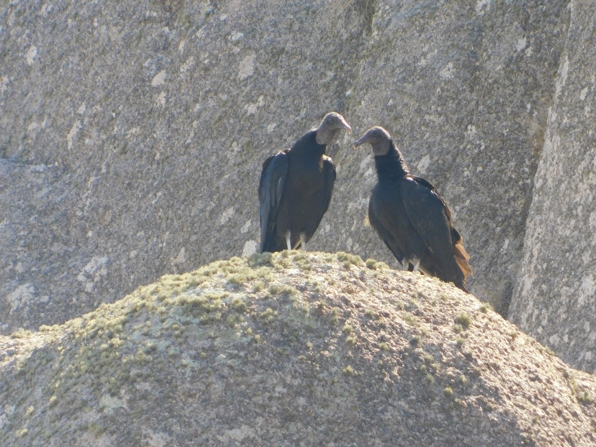 Black Vulture - ML641848645
