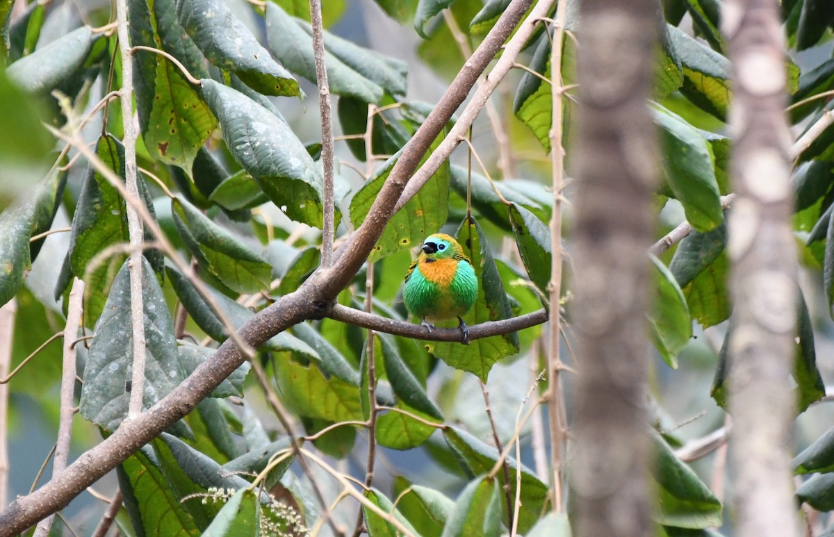 Brassy-breasted Tanager - ML641848649