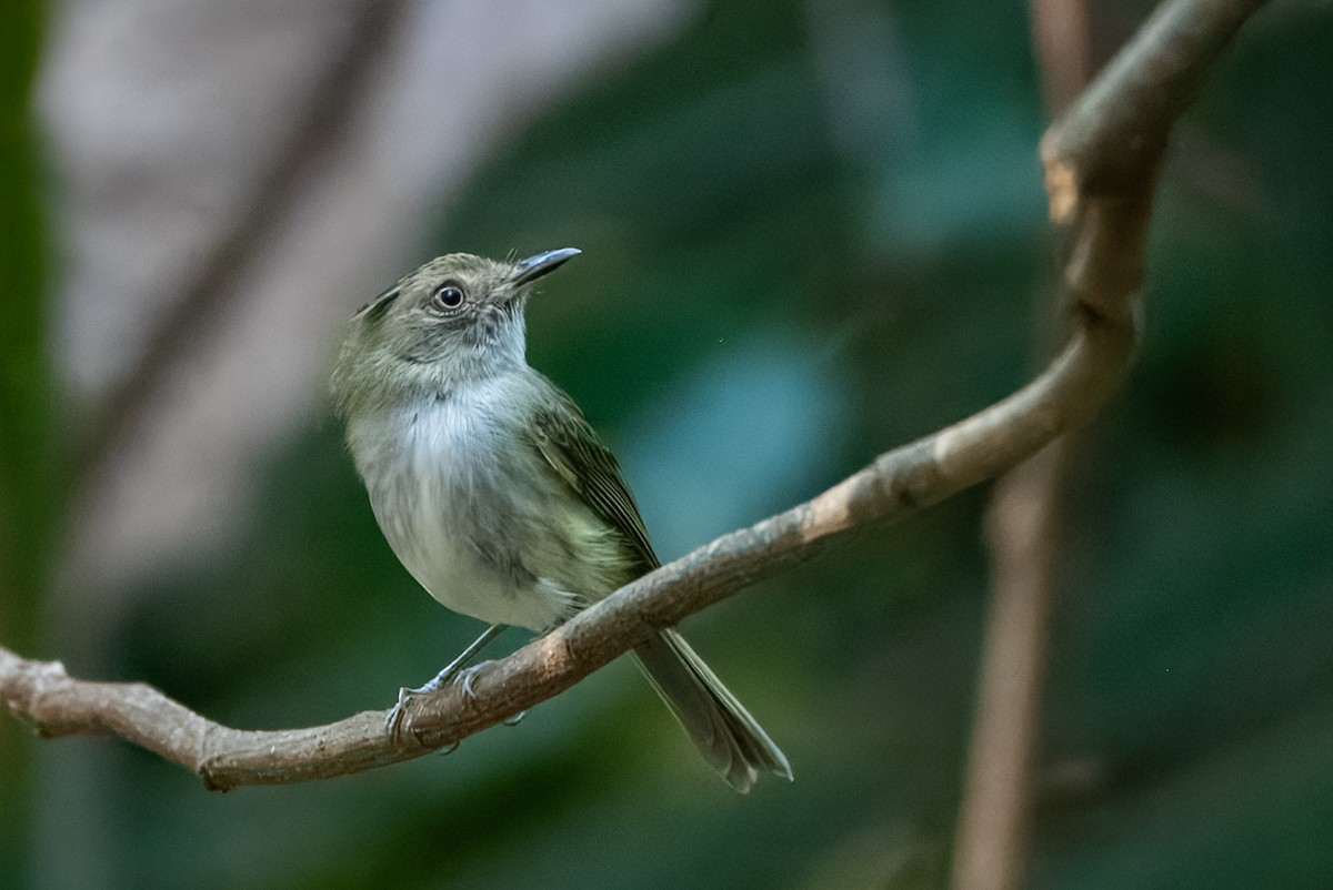 Helmeted Pygmy-Tyrant - ML641848652