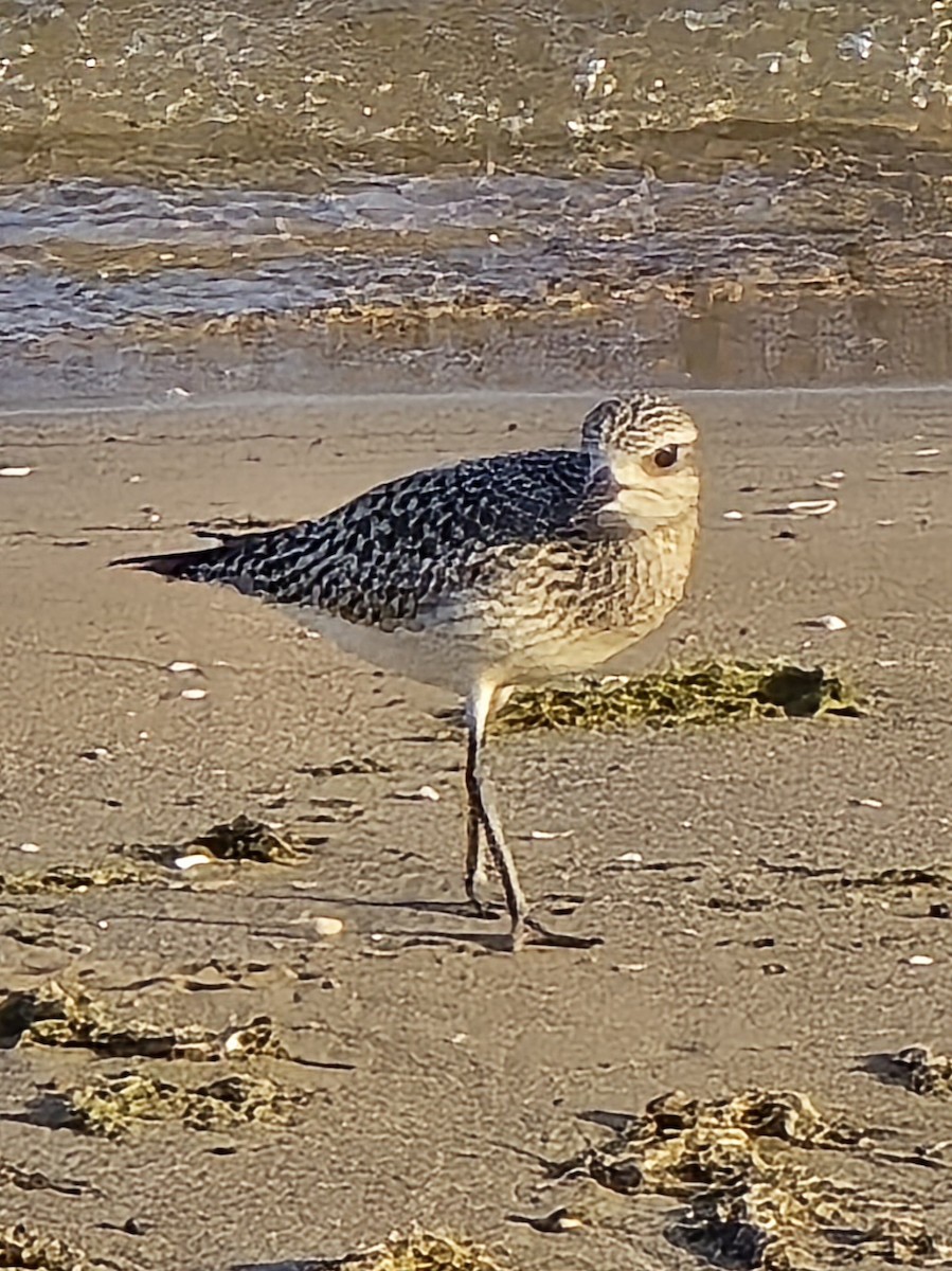 Black-bellied Plover - ML641848654