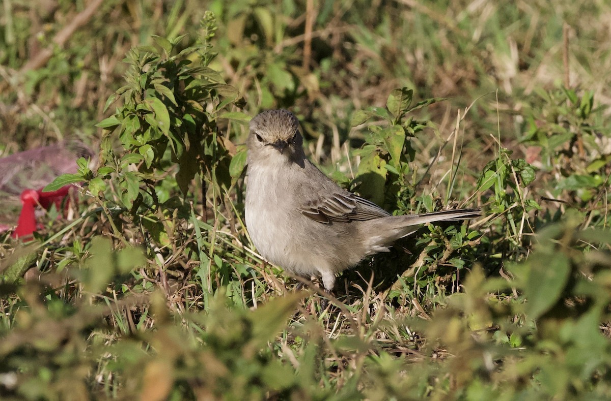 African Gray Flycatcher - ML641848657