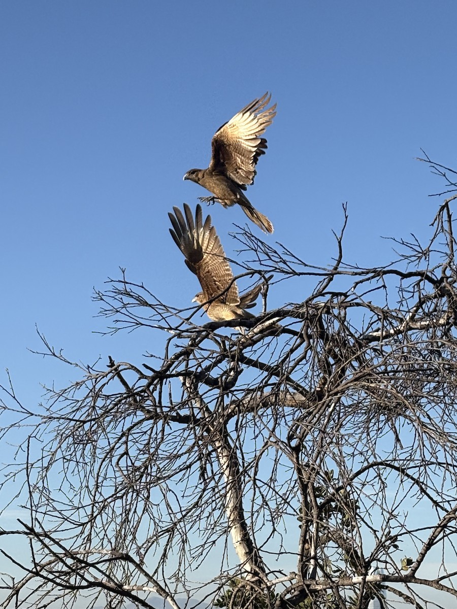 Chimango Caracara - ML641848660