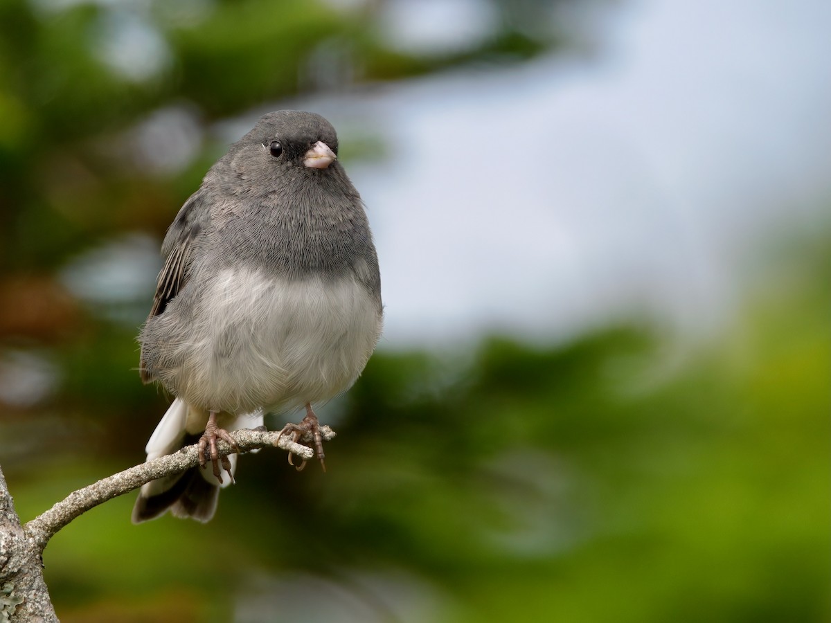Dark-eyed Junco (Slate-colored) - ML641848663