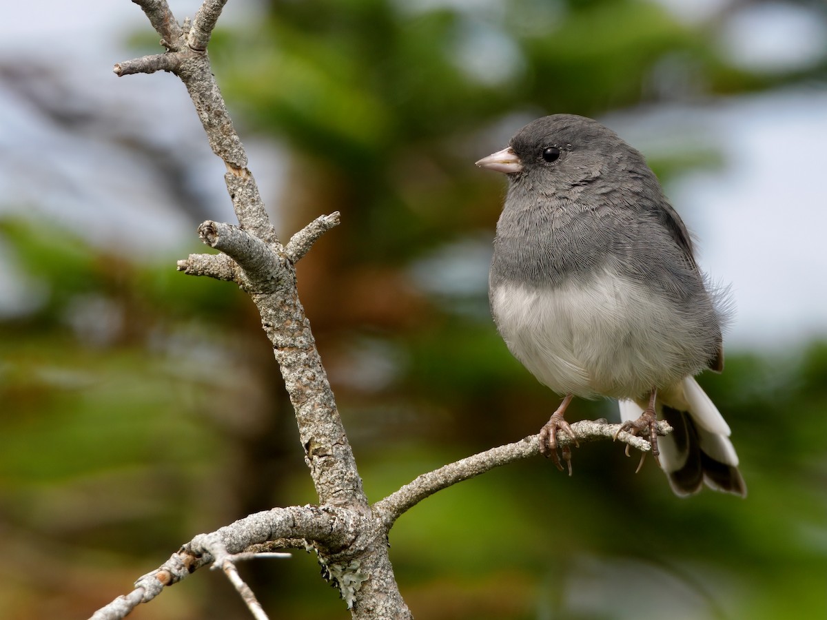Dark-eyed Junco (Slate-colored) - ML641848668
